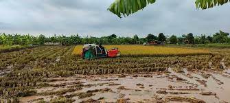 VIDEO: An Thanh tập trung thu hoạch lúa ngoài bãi tránh ngập úng